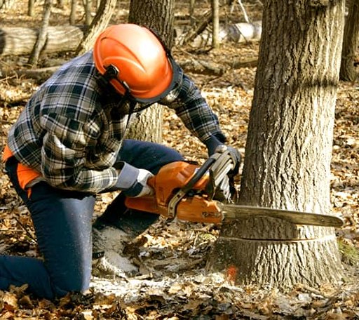 Tree Removal in Pillow, PA